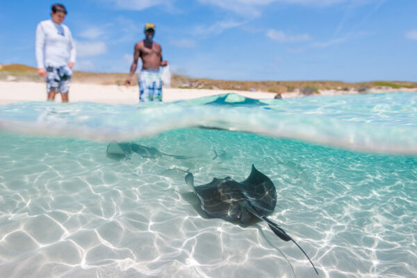 Stingrays in the clear water at Gibbs Cay