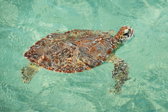 Juvenile green turtle in the Turks and Caicos