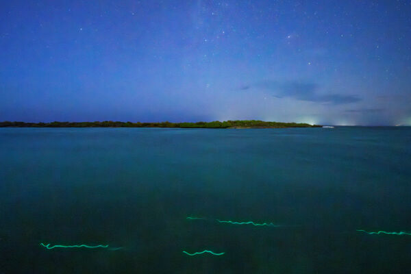 Channel with glowworms in the Turks and Caicos.