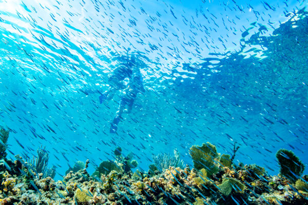 Grace Bay boat tour snorkeling reef.