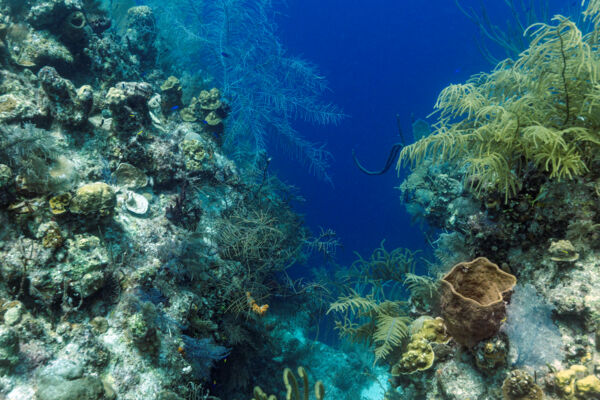 The Best Grand Turk Scuba Diving | Visit Turks and Caicos Islands