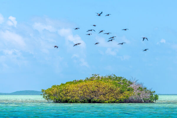 Frigatebirds in Turks and Caicos