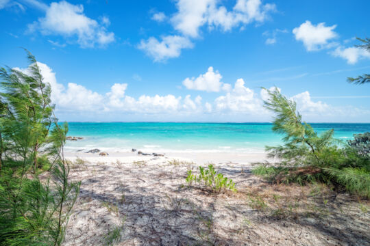 Casuarina trees at Hollywood Beach