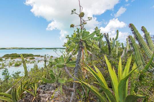 Cacti and sisal plants on a small cay in a turquoise lagoon