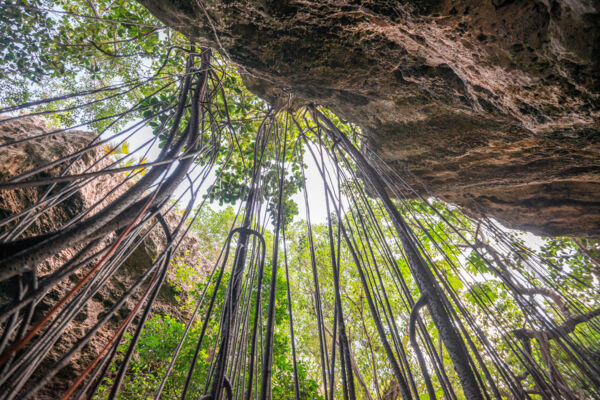 Ficus tree roots in Indian Cave on Middle Caicos