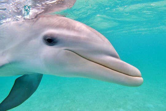 Juvenile Atlantic bottlenose dolphin in the Turks and Caicos.