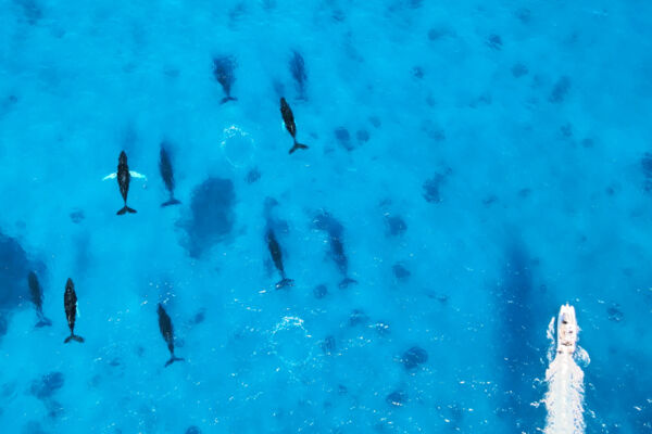 Boat and pod of humpback whales in the Turks and Caicos