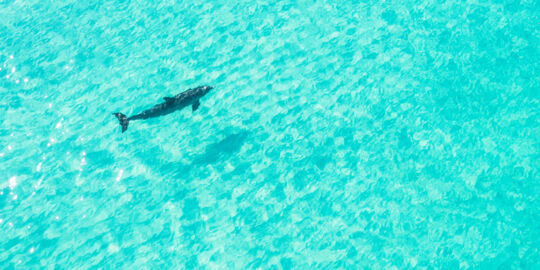 Jojo the Dolphin at Grace Bay