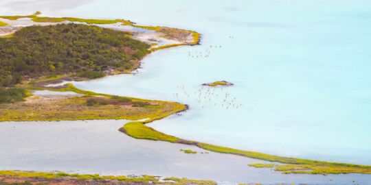 Caribbean flamingos (Phoenicopterus ruber) in the Lake Catherine Nature Reserve on West Caicos