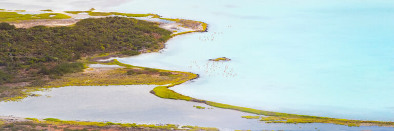 Caribbean flamingos (Phoenicopterus ruber) in the Lake Catherine Nature Reserve on West Caicos