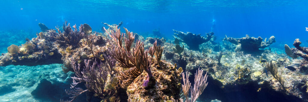 Leeward Reef in the Turks and Caicos