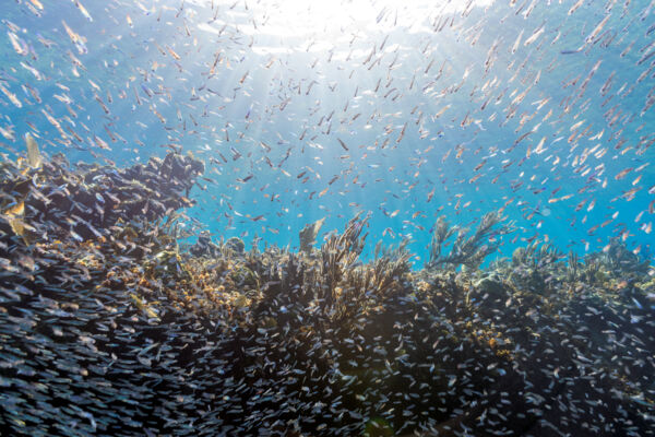 School of silverside fish at Leeward Reef