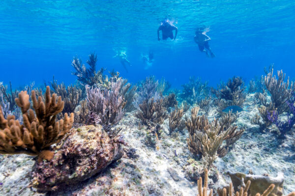 Snorkeling at Leeward Reef near Providenciales