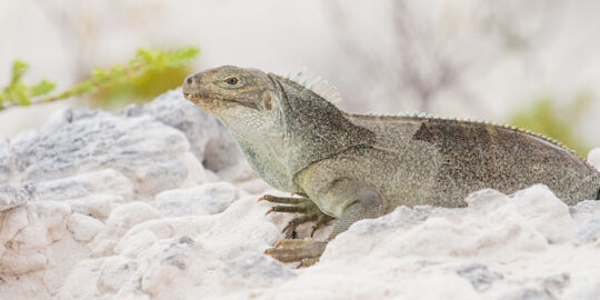 Turks and Caicos Islands Rock Iguana at Little Water Cay