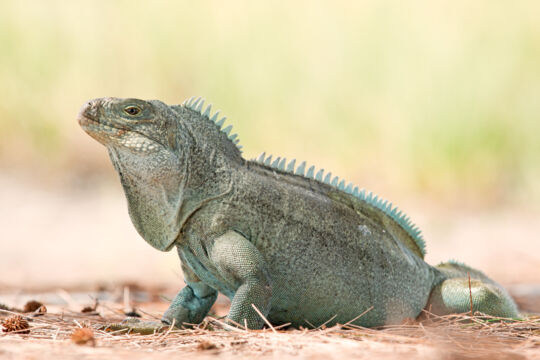 Adult male Turks and Caicos rock iguana (Cyclura carinata) on Little Water Cay