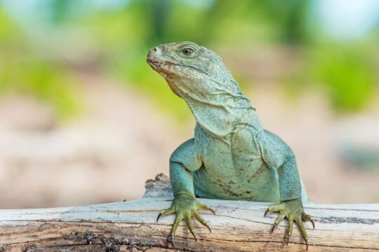 Adult female Turks and Caicos Islands Rock Iguana on Little Water Cay