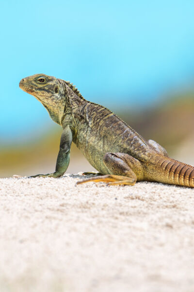 Juvenile Turks and Caicos Islands rock iguana