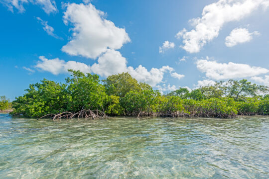 Verdant mangroves and clear shallow water at Major Hill Cay