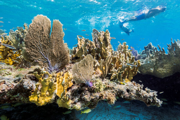 Sea fans and coral at a snorkeling reef at Malcolm's Road Beach