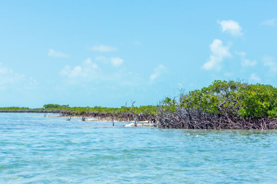 Mangrove forest in shallow ocean