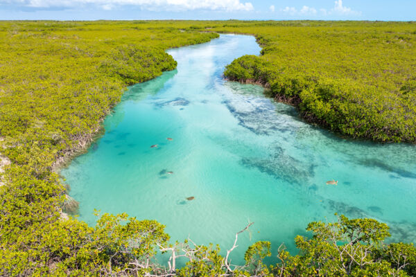 Aerial view of the main creek and green turtles at Mangrove Cay.