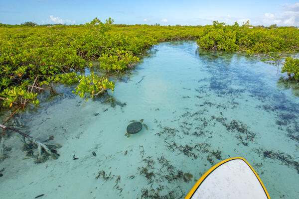 Paddleboard and small turtle at Mangrove Cay.