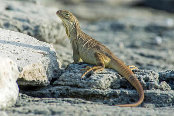 Young rock iguana