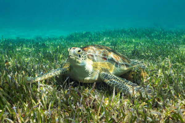 Green turtle on a seagrass bed.