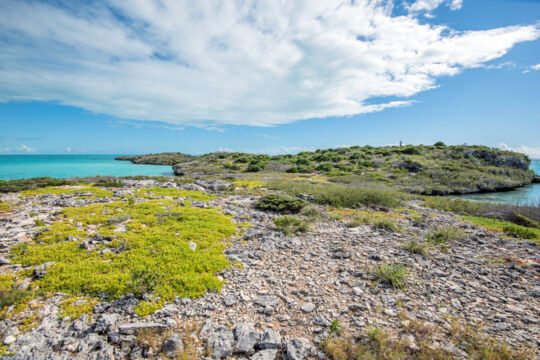 Rocks and small plants on Middle Cay, Turks and Caicos