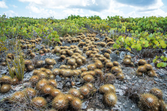 Cacti