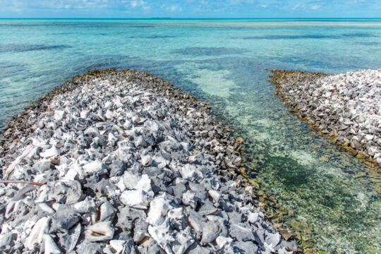 Conch piles on Middleton Cay