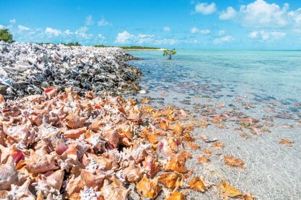Conchs on a coast in the Turks and Caicos