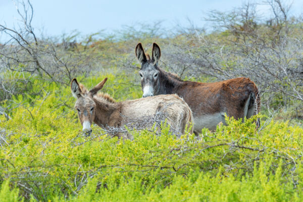 Donkeys in a wetland