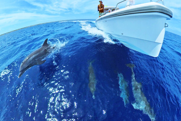 Cruising Axopar yacht with pod of dolphins