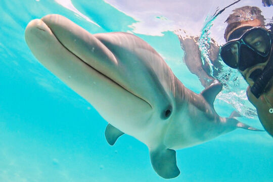 baby dolphin Dreamer in the Turks and Caicos
