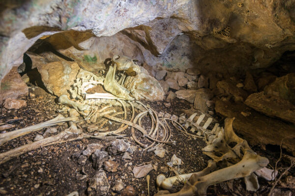 Donkey skeleton in a remote Karst limestone cave on East Caicos