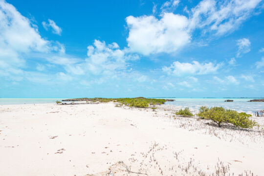 Sandy beach with vegetation