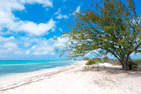 Casuarina tree on at the tranquil Pillory Beach