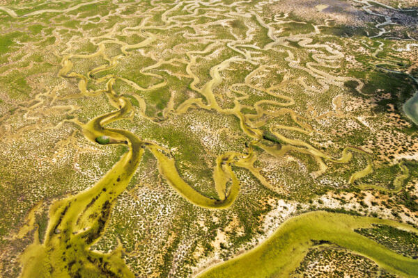 Aerial view of red mangrove tidal channels in the Turks and Caicos