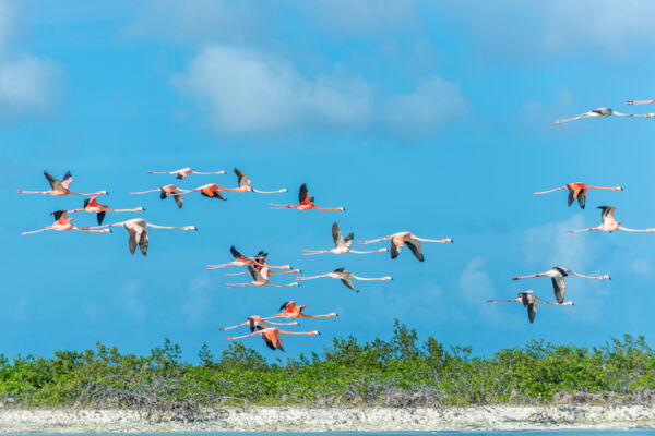 Caribbean Flamingos (Phoenicopterus ruber) in the Ramsar Nature Reserve at Middle Caicos.