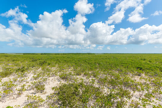 Forest of baby mangroves in the Ramsar Nature Reserve in Turks and Caicos