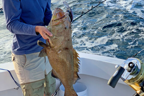 Large grouper caught in the Turks and Caicos