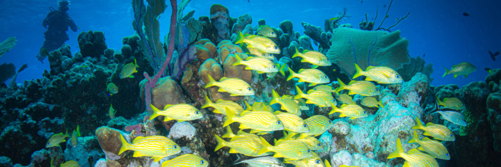 South Caicos Reef with scuba diver