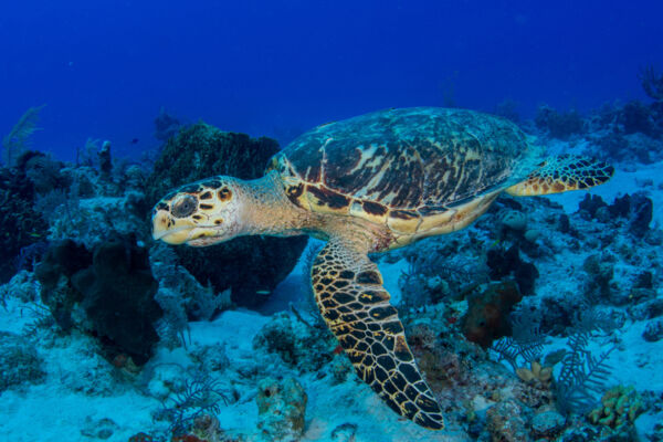 hawksbill turtle on the reef