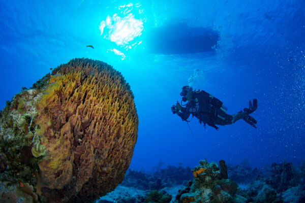 Sea sponge and scuba diver