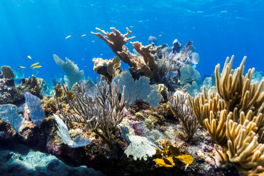 Turks and Caicos barrier reef