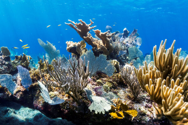 Turks and Caicos barrier reef