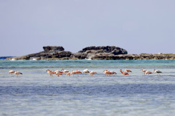Flamingos in the ocean