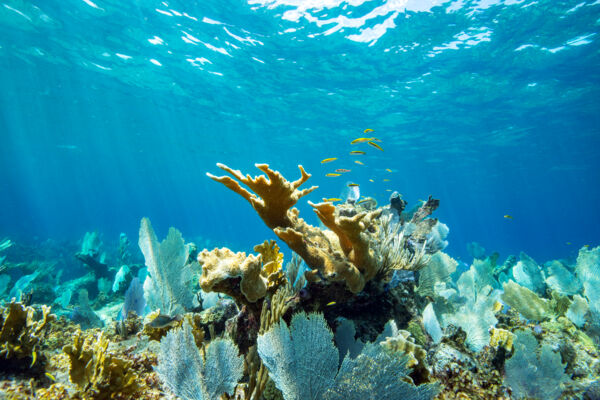 The barrier reef in the Turks and Caicos