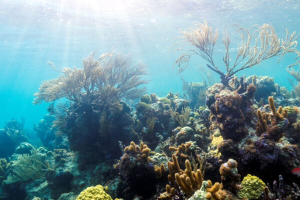 Smith's Reef in the Turks and Caicos